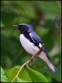 _0SB0237 black-throated blue warbler